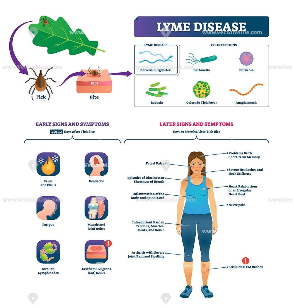 Lyme disease informative medical vector illustration ...