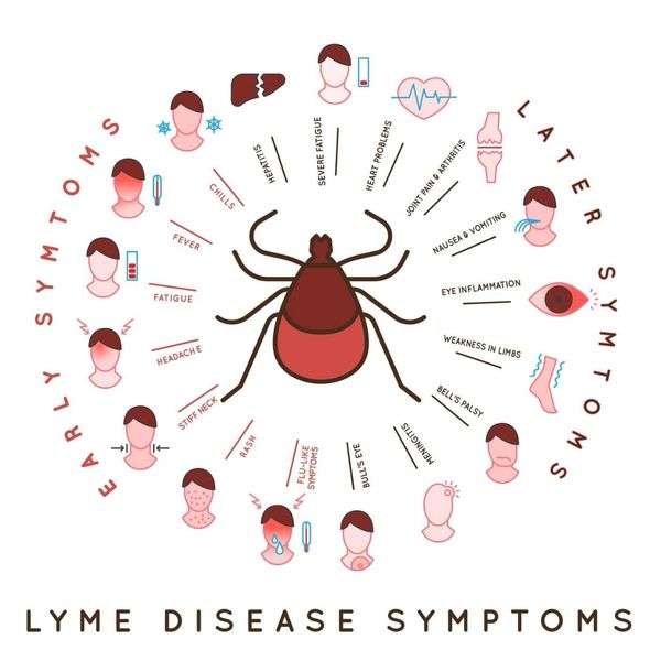 Lyme disease symptoms: How do you get Lyme disease? Is it ...