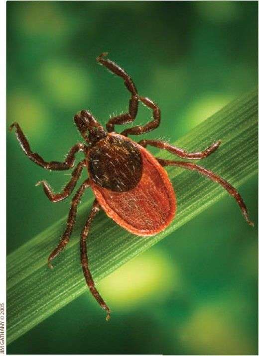 Natural Tick Remedies for your Home, your pet and in your ...