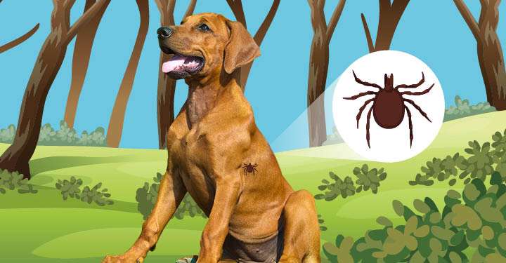 Natural Treatment For Lyme Disease In Dogs
