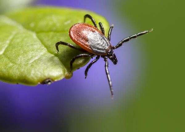 New Study Aims to Help Prevent Lyme Disease