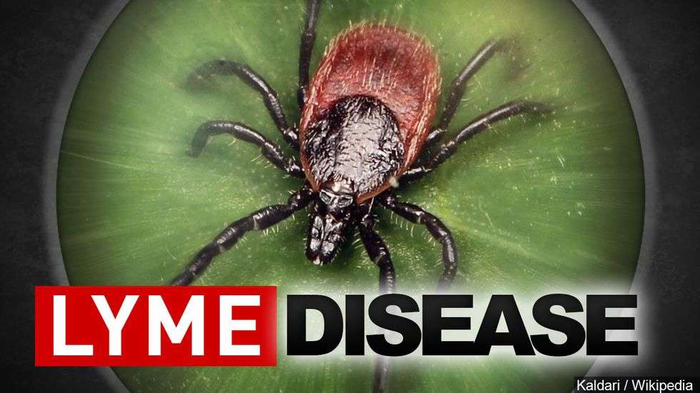 NY lawmakers tout investment in fight against Lyme disease