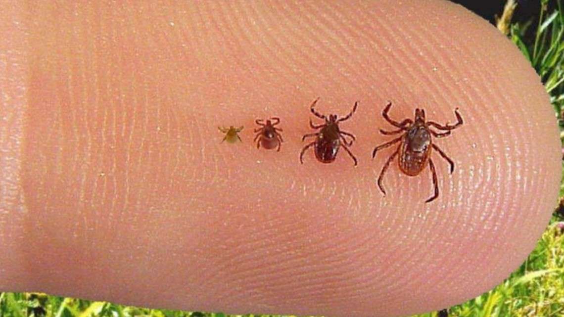 Patients living with Lyme disease, suffering in silence ...