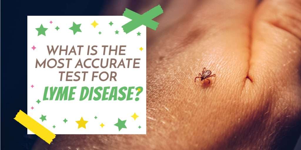 Test A Tick For Lyme Disease