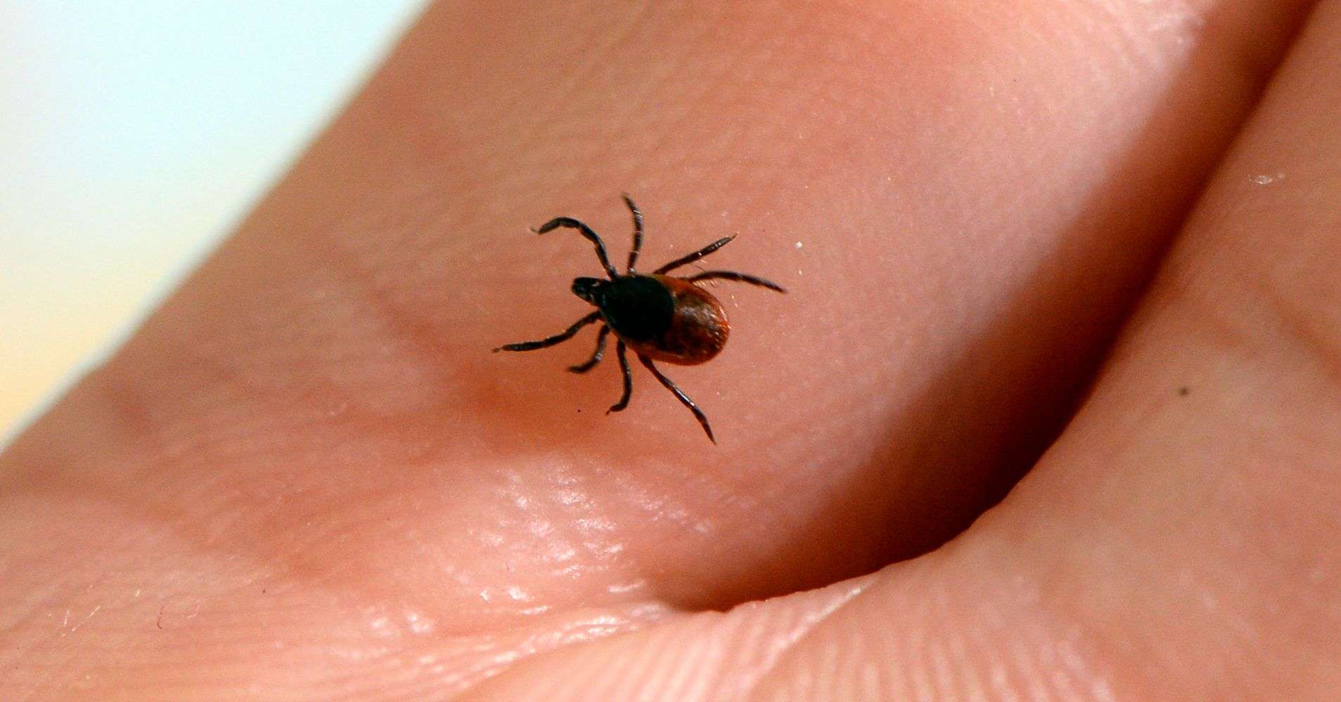 This Could Be The Worst Tick Season In Years. Here