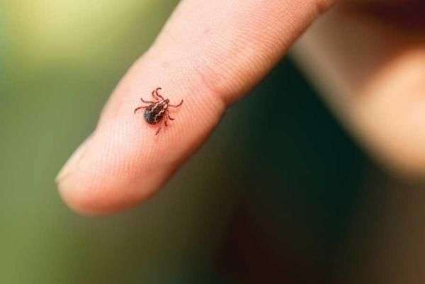 Tick Prevention and Management