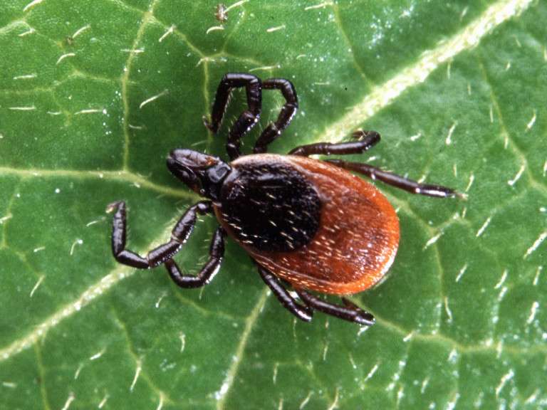 Ticks carrying Lyme disease more prevalent than ever in PA ...