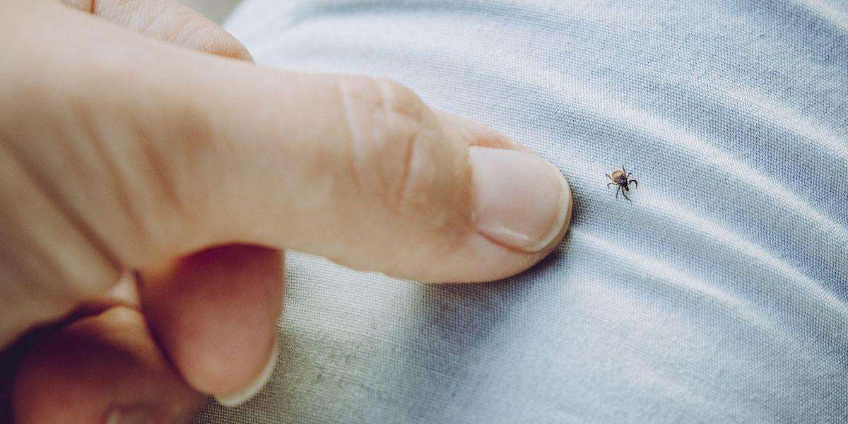 What is Lyme disease and are you at risk?
