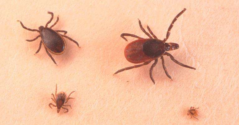 Which Ticks Carry Lyme Disease? Here