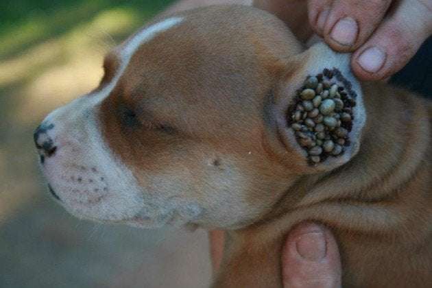 A Cluster of ticks in a dogs ear. : trypophobia