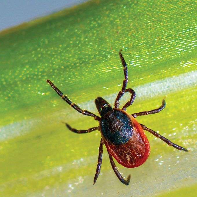 Blacklegged tick tests positive for Lyme disease