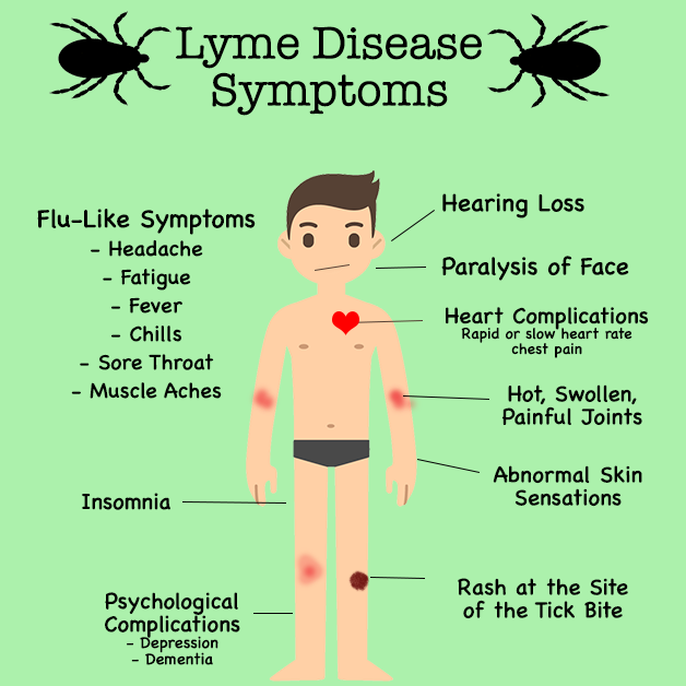 Can Lyme Disease Cause Chest Pain