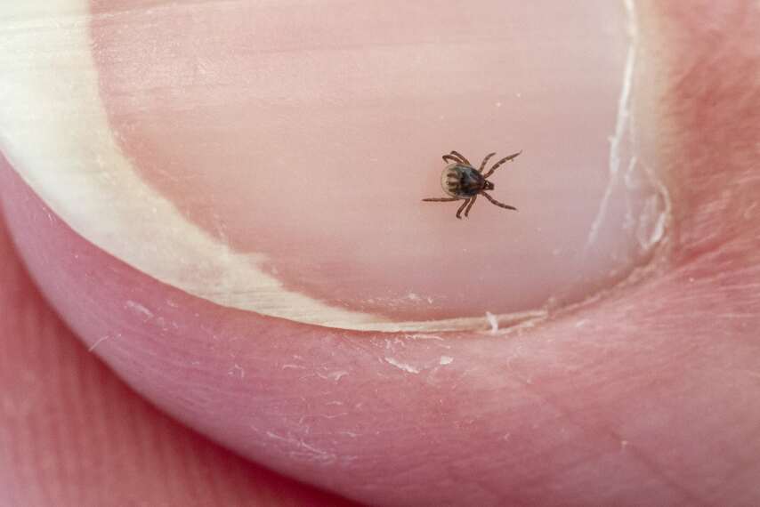 Can you trust Lyme Disease tests?