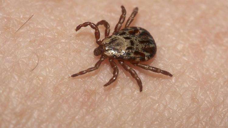 Case of Lyme disease found in east Texas