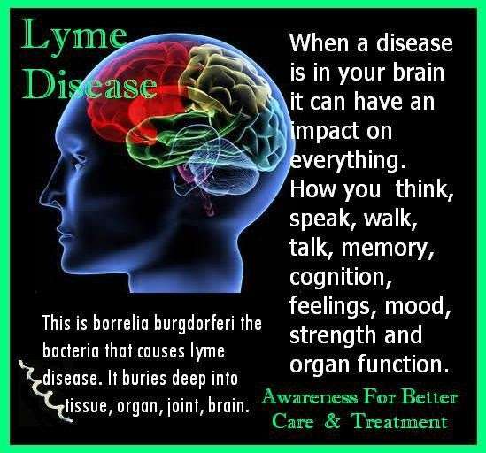 Does Lyme Disease Affect The Liver