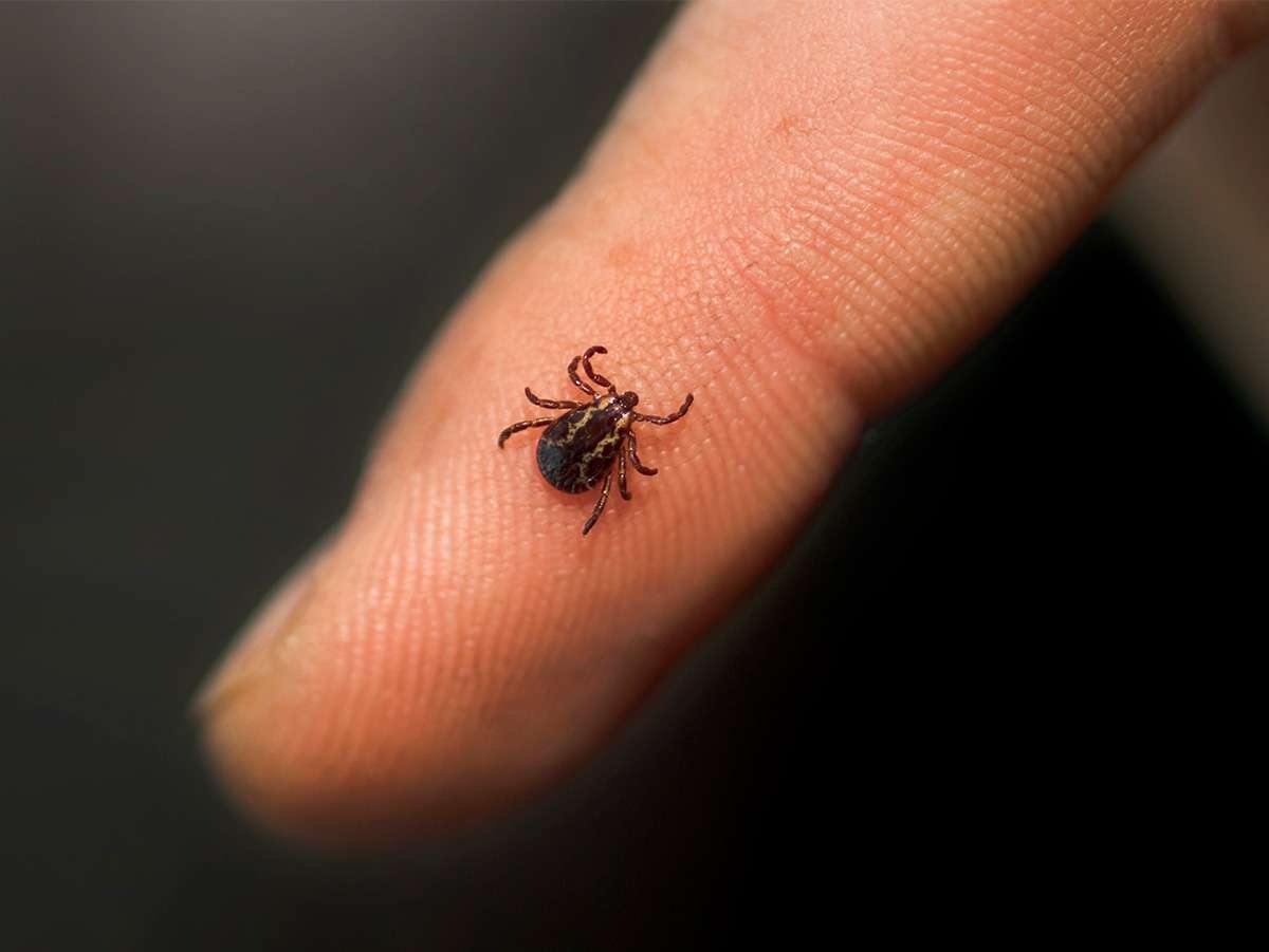 How to Prevent and Treat Tick Bites â Scout Life magazine