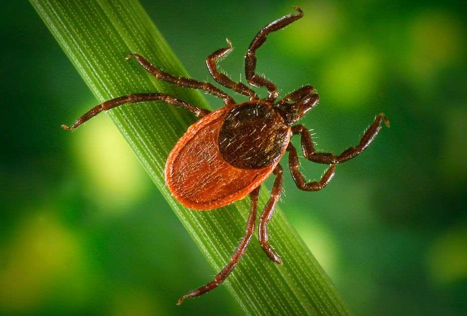 How to protect your pets from fleas and ticks