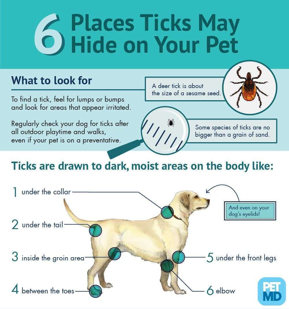 How To Tell If Your Dog Has Lyme Disease From A Tick Bite ...