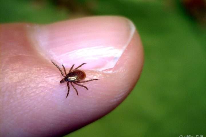 Lyme disease and climate change: Research roundup ...