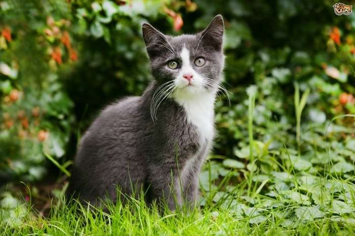 Lyme Disease in Cats: Causes, Signs, Diagnosis, Treatment ...