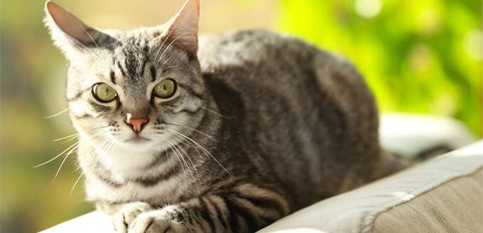 Lyme Disease in Cats: Signs, Diagnosis and Treatment