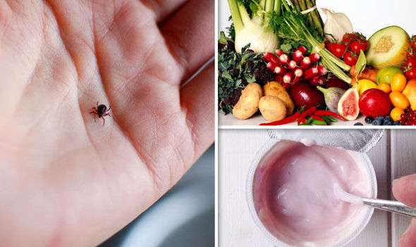 Lyme disease symptoms: Bacterial infection treated ...