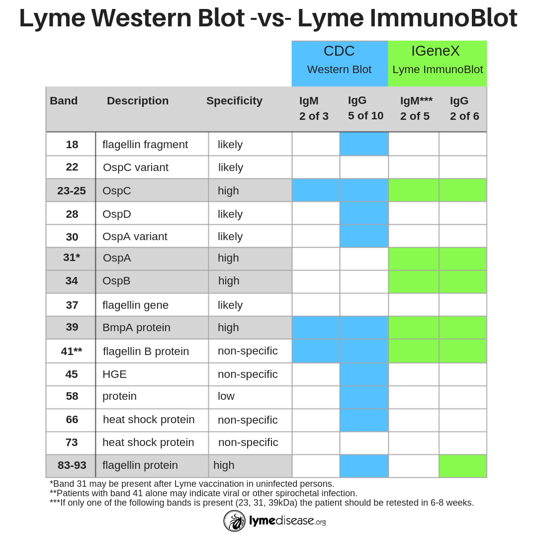 LYME SCI: Paving the way for better Lyme diagnostic tests