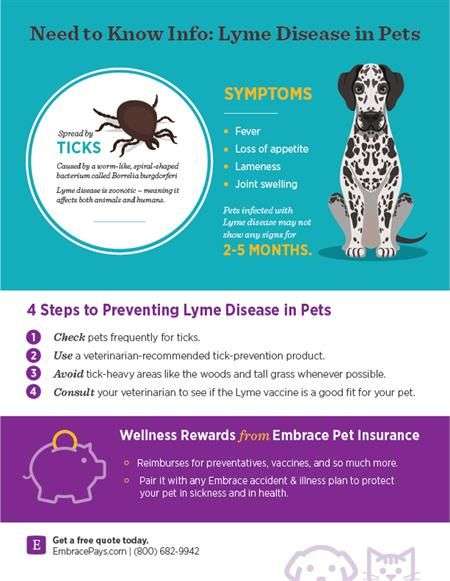 Pin on Health Tips for Pet Parents