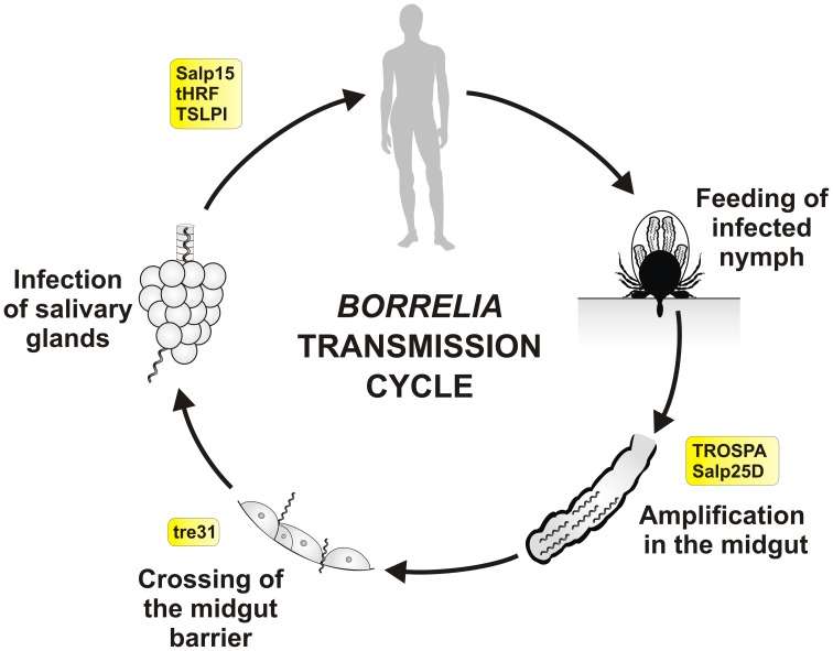Tick molecules involved in Borrelia transmission ...