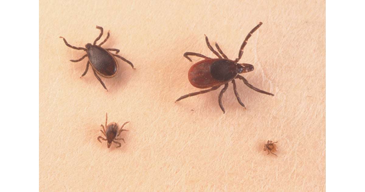 Tips For Preventing and Identifying Tick