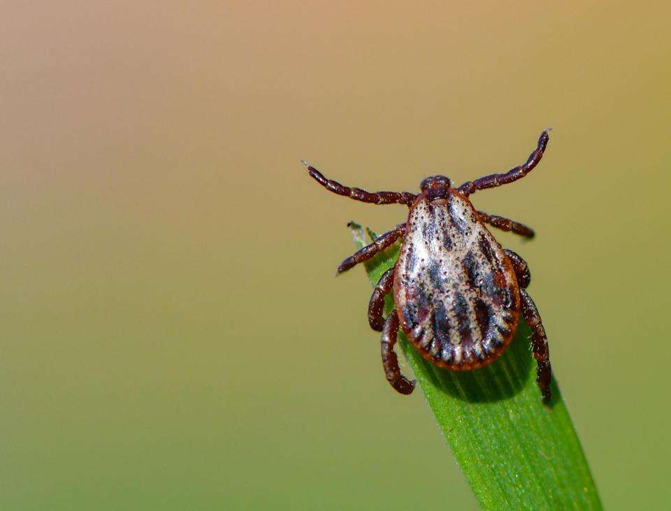 We Used to Have a Lyme Disease Vaccine. Are We Ready to ...
