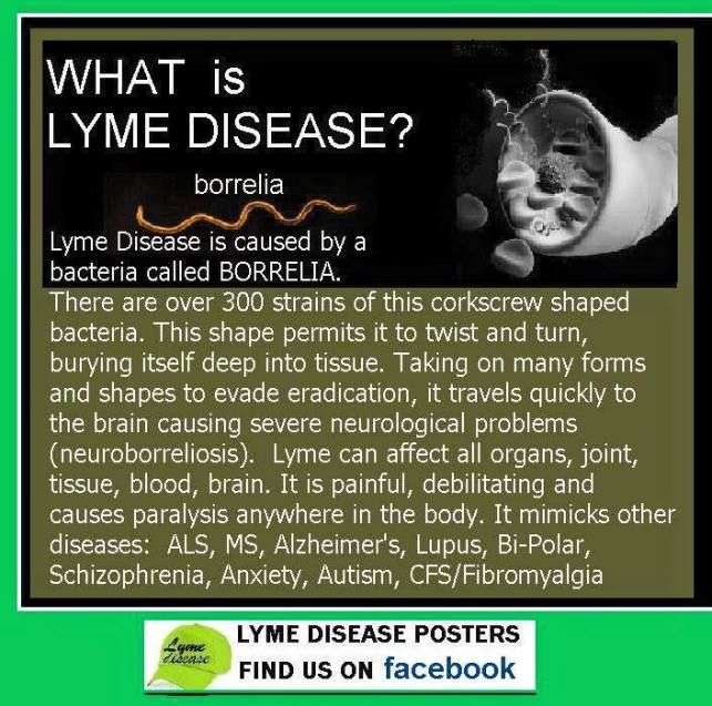 What IS Lyme Disease Be Educated. Ask Questions. Get ...