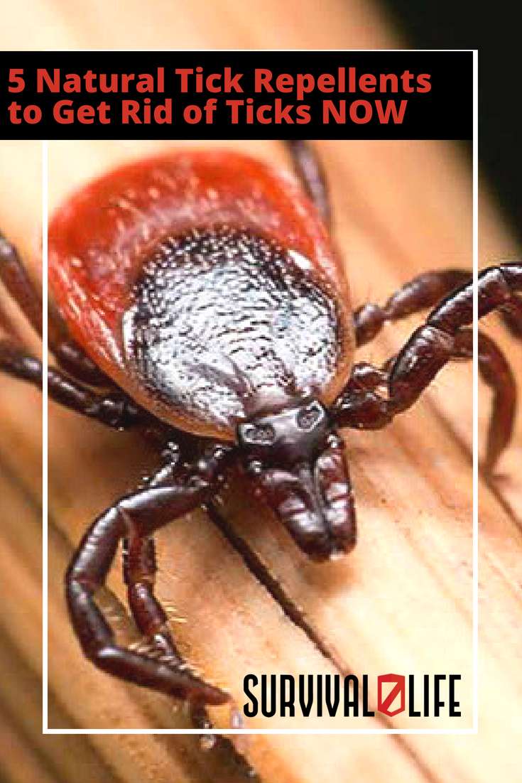 5 Natural Tick Repellents to Get Rid of Ticks NOW