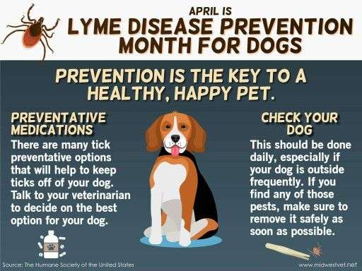 April is Lyme disease prevention month for dogs.