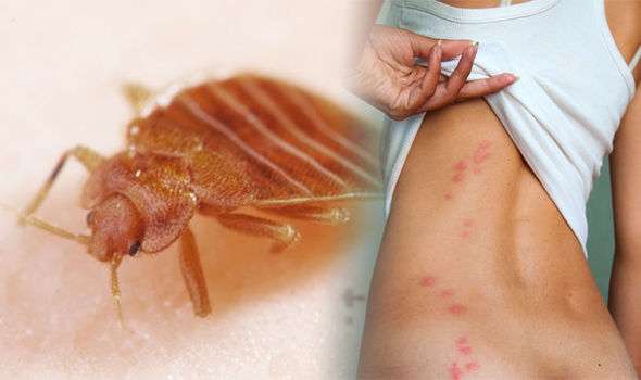 Can Bed Bugs Carry Lyme Disease