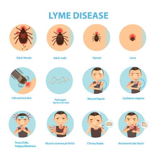 DNA ConneXions Lyme Test Panel Named Most Accurate Among ...
