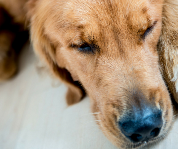 Everything You Need to Know About Lyme Disease in Dogs ...