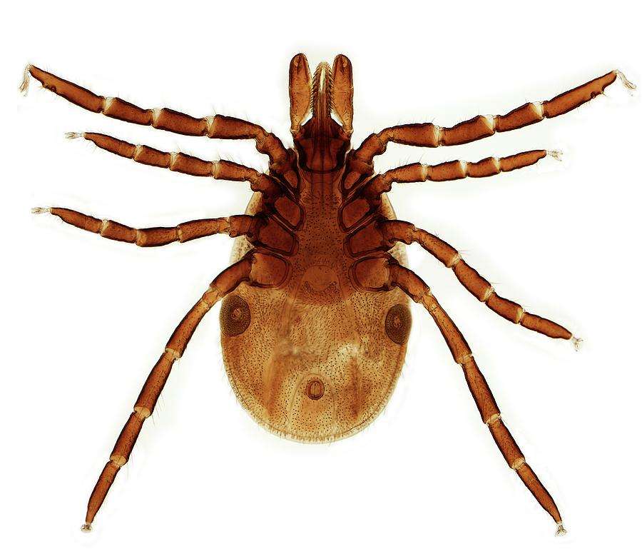 Female Lyme Disease Tick Photograph by Steve Gschmeissner ...