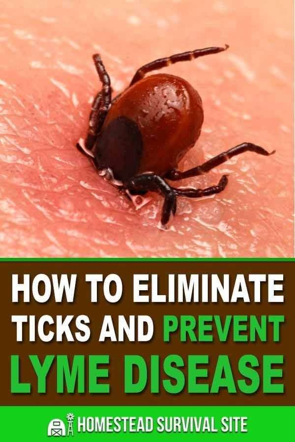 How to Eliminate Ticks and Prevent Lyme Disease (With ...