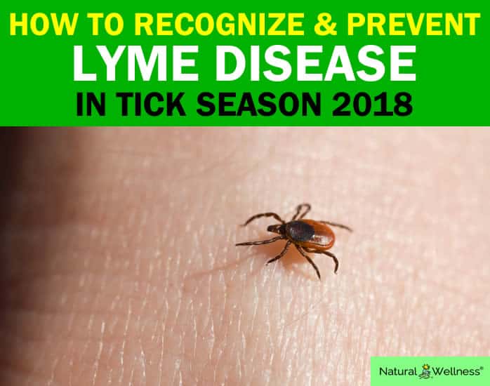 How to Recognize &  Prevent Lyme Disease in Tick Season 2018