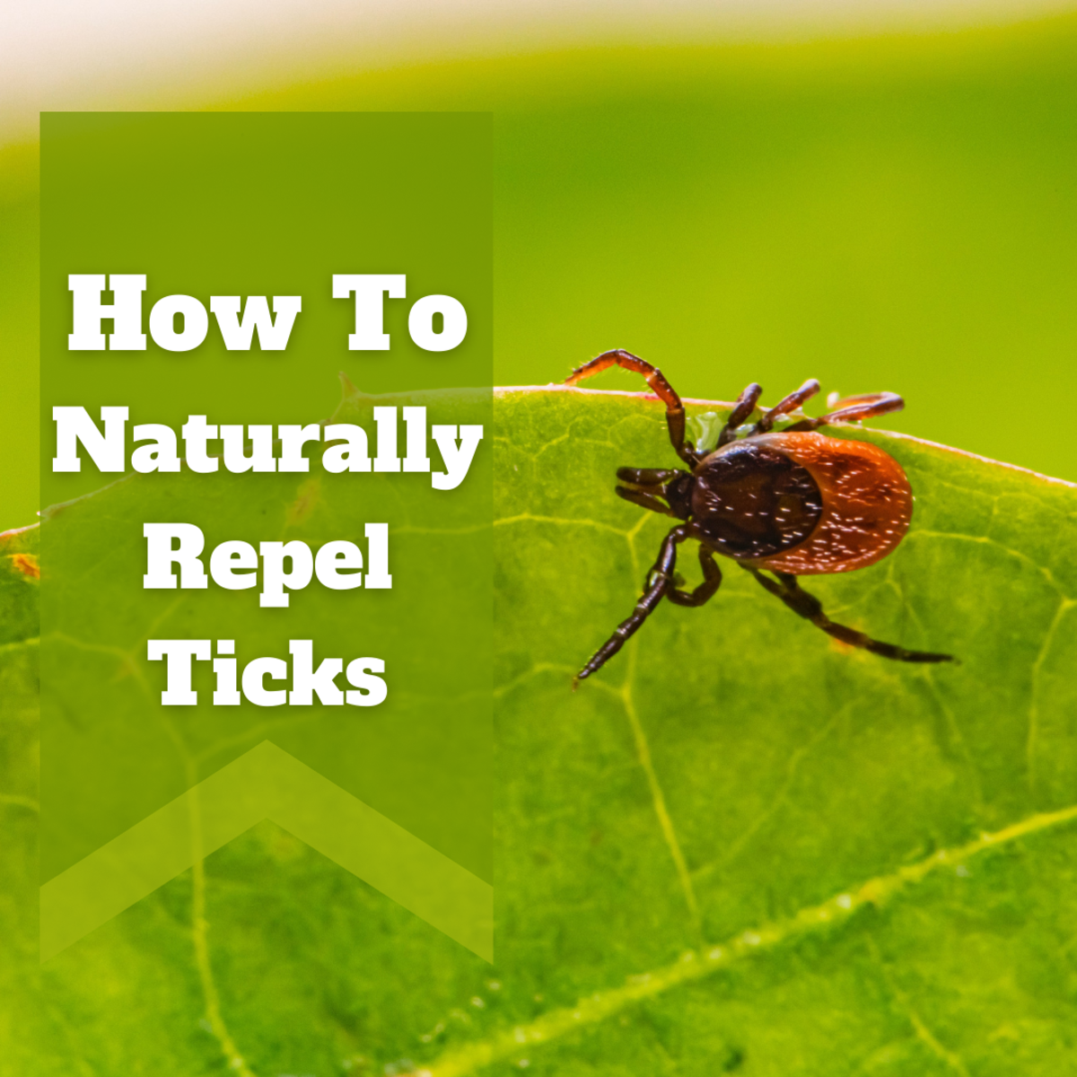How to Repel Ticks Naturally