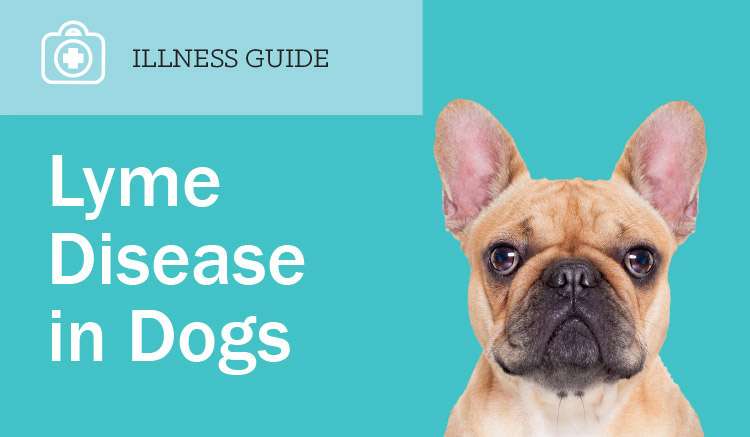 Lyme Disease in Dogs (and Solutions for It)