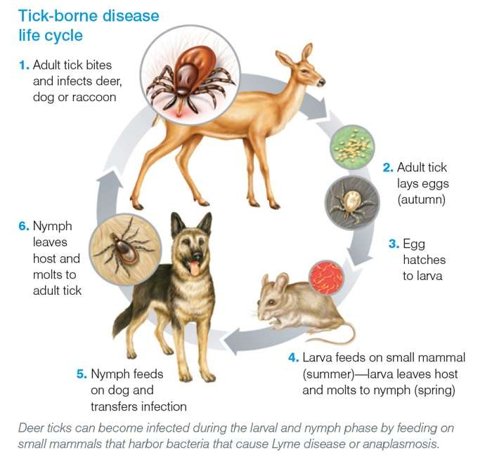 Lyme Disease in Dogs: Most Important Information for You