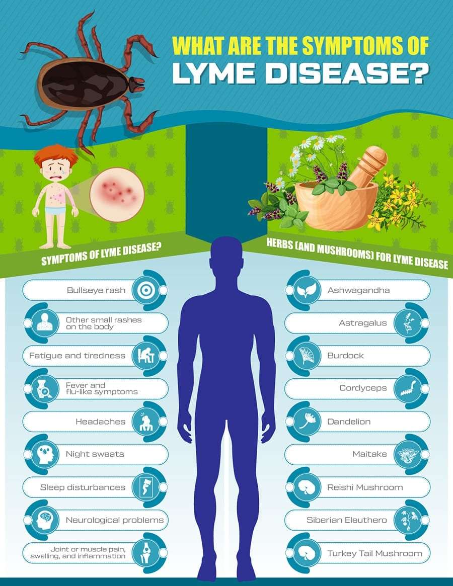 Lyme Disease Natural Treatment, Prevention &  Herbs ...