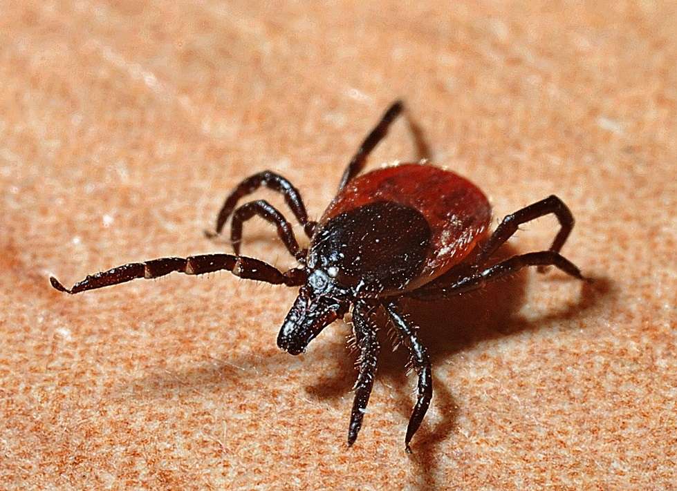 Protect Yourself From Lyme Ticks Are Out