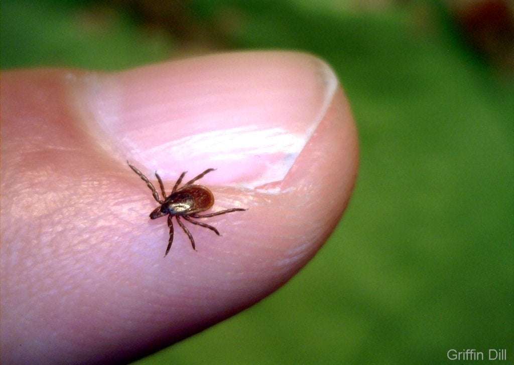 Study shows 40% of deer tick samples tested positive for ...