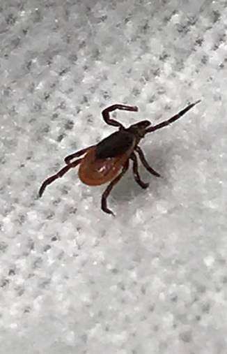 Tick collected locally tests positive for Lyme disease ...