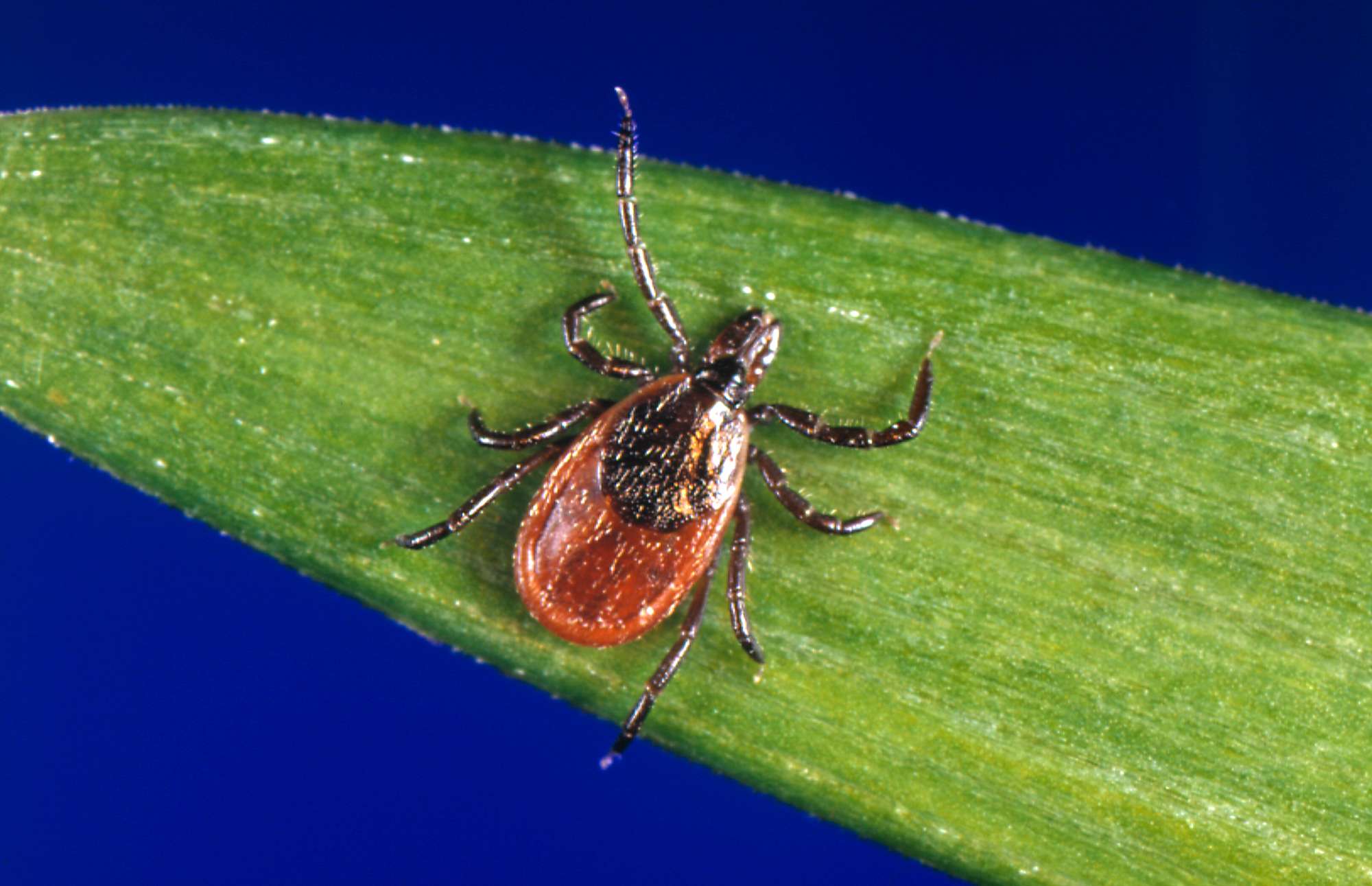 Lyme Disease  And The Ticks That Carry It  Spreads ...