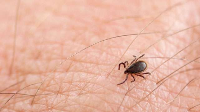 Lyme disease drives campaign in New Yorkâs Hudson Valley ...