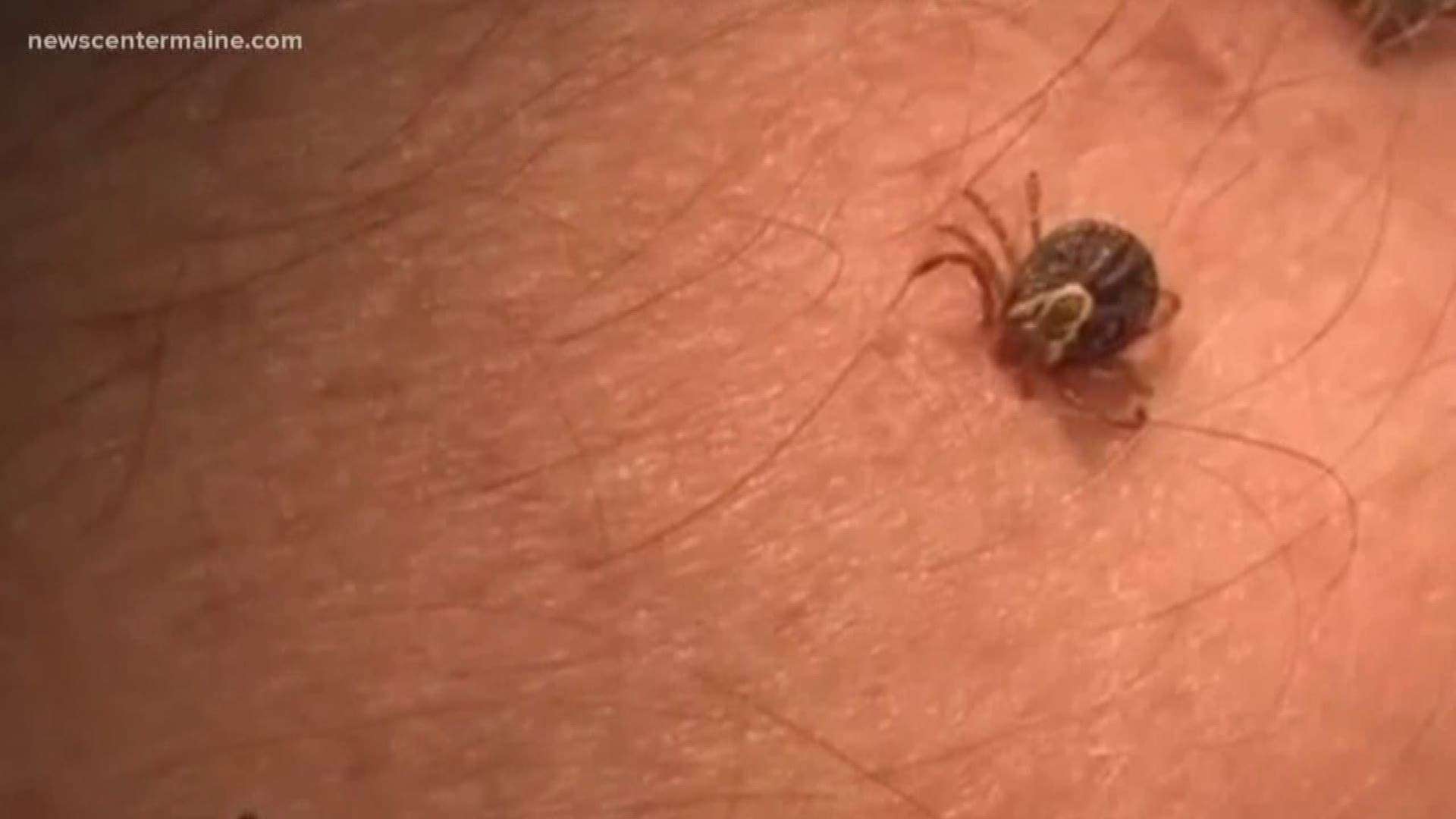 Maine residents pay $15 per tick to be tested for disease ...